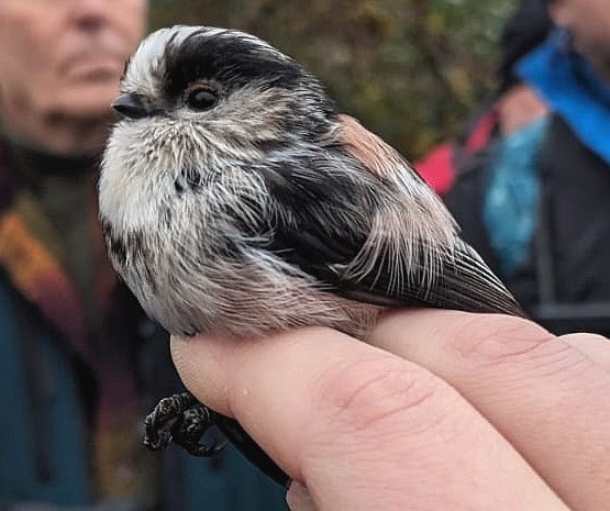 Yesterday we gave a bird ringing demonstration at Swindon Lagoons to members of @WiltsBirdClub. We showed our guests 136 birds of 18 species including 4 Teal, 21 Chiffchaffs and 6 Goldcrests. Highlight was a Long Tailed Tit at 7.5 years old and a Reed Bunting at 6 years old.