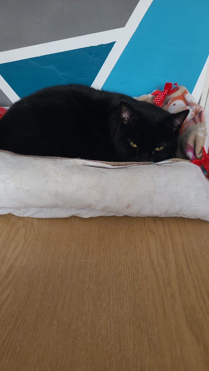 DannyPot's tweet image. Hi all,

Introducing Nala (tabby) and Barney - the latest additions to mine and Josh's home 😻