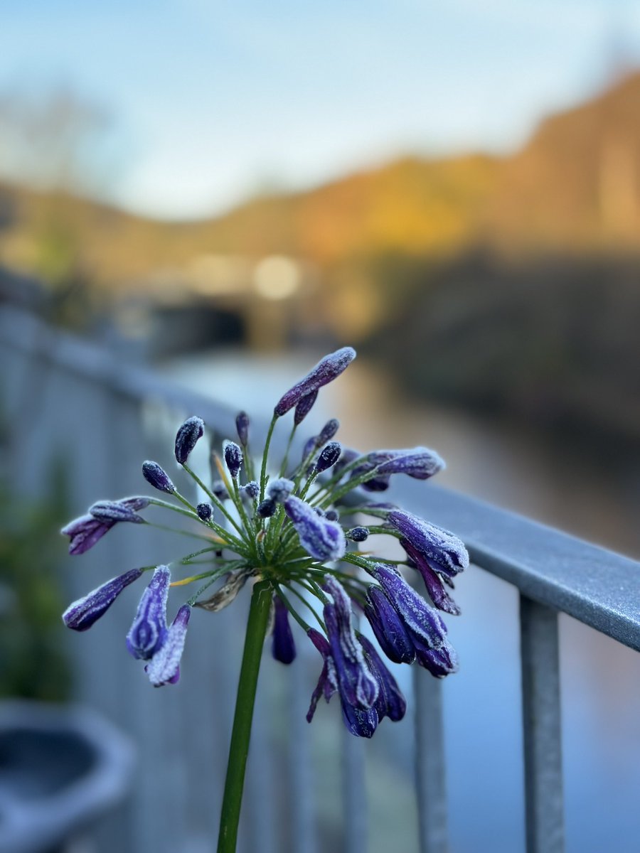 Our agapanthus hanging on in there …. #frostymorning #GardeningTwitter #GardeningX #NaturePhotography #flowerphotography