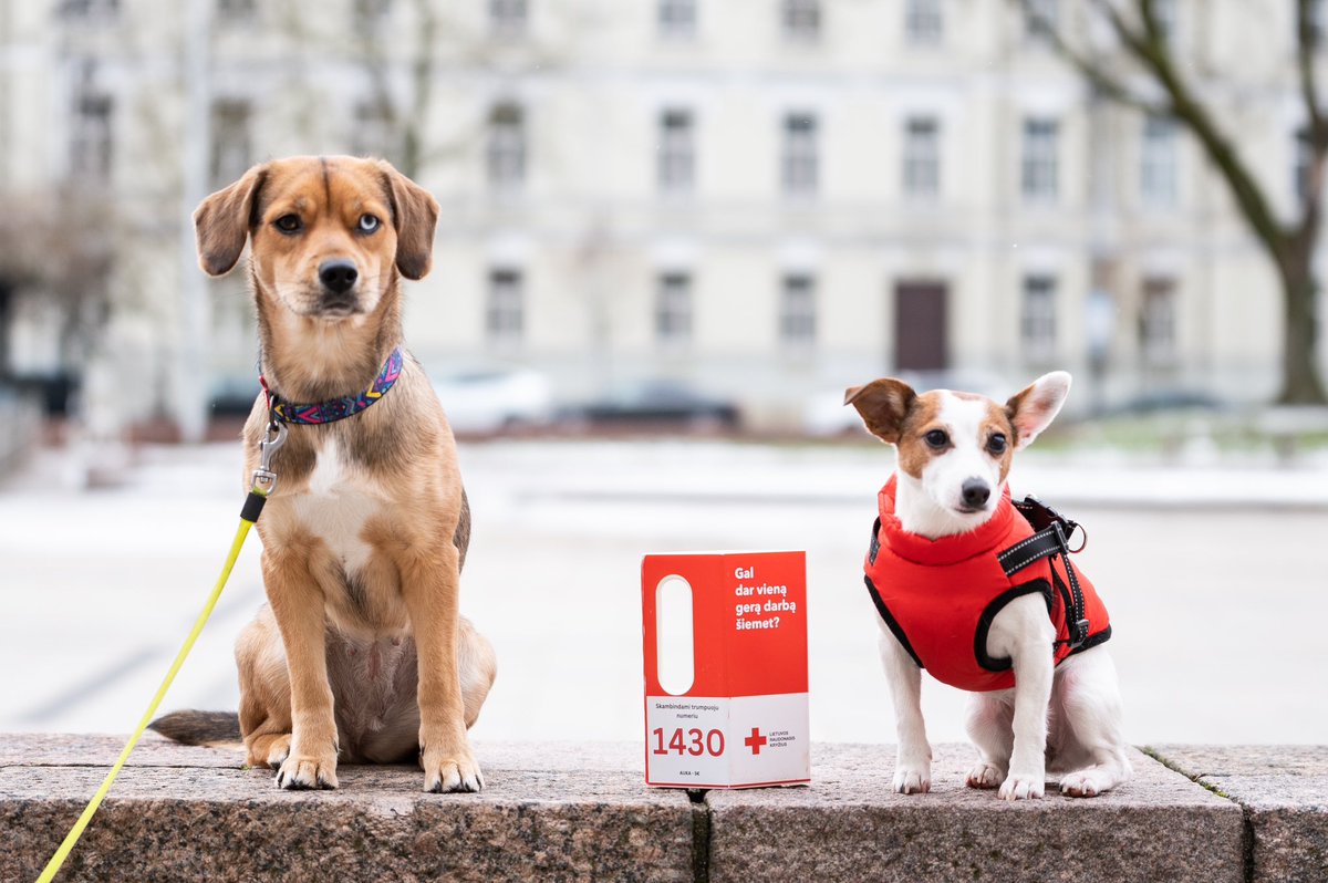RedCrossLT's tweet photo. Lithuanian Red Cross Days of Kindness'23 happened! Lots of big smiles and kind hearts! and of course, our cute doggy paws! ❤️ https://t.co/HdVFT7BSlb
