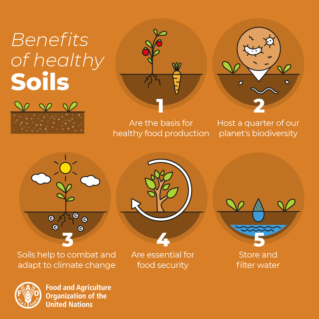 Did you know soil is a living resource, home to more than 25% of our 🌎's #biodiversity?

Soil biodiversity is key to global food security, we need to protect our soils!

#WordSoilDay