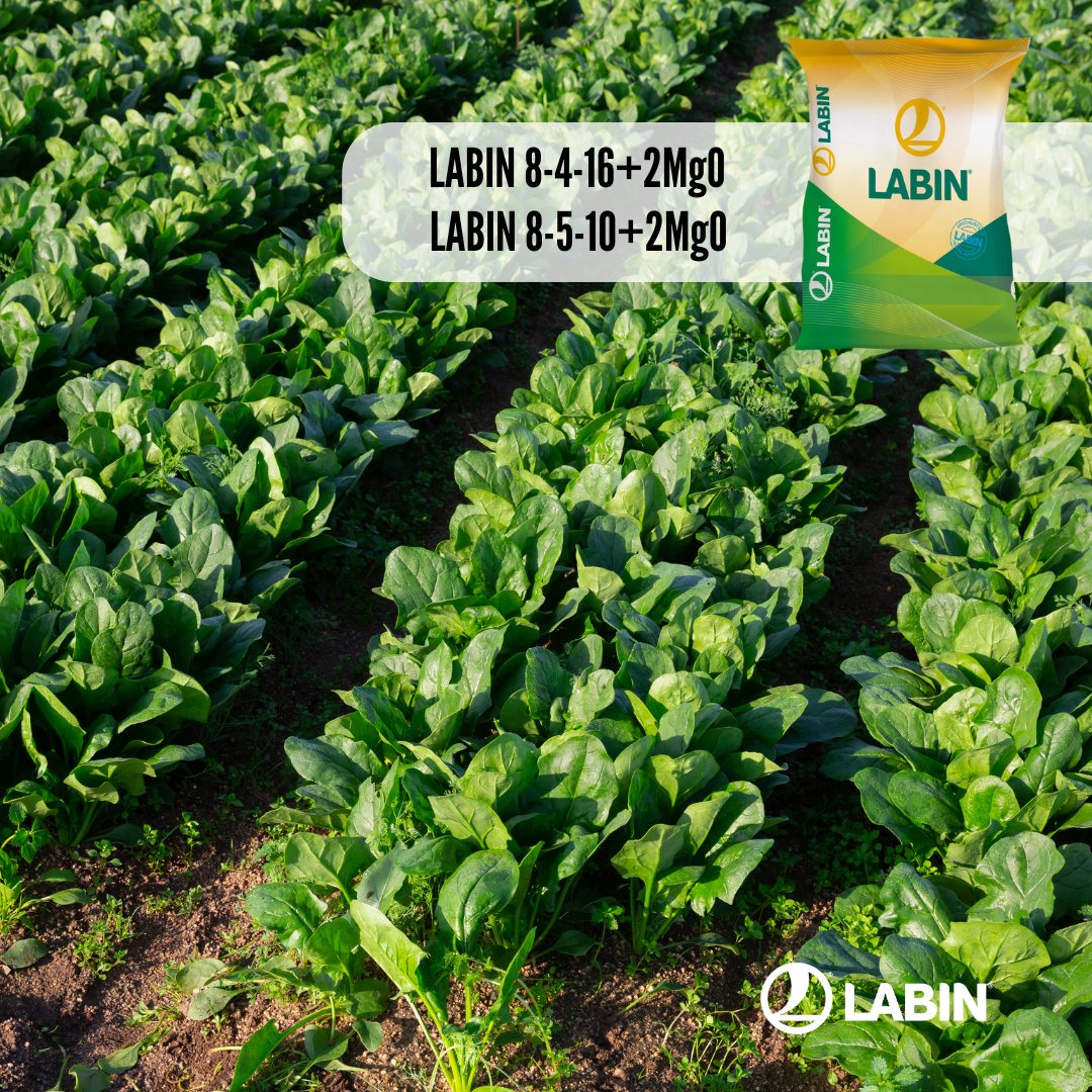 Prepara tu suelo para la plantación de la espinaca 🥬
✅ LABIN 8-4-16+2MgO
✅ LABIN 8-5-10+2MgO

#labin #solucioneslabin #espinacas #otoño #invierno