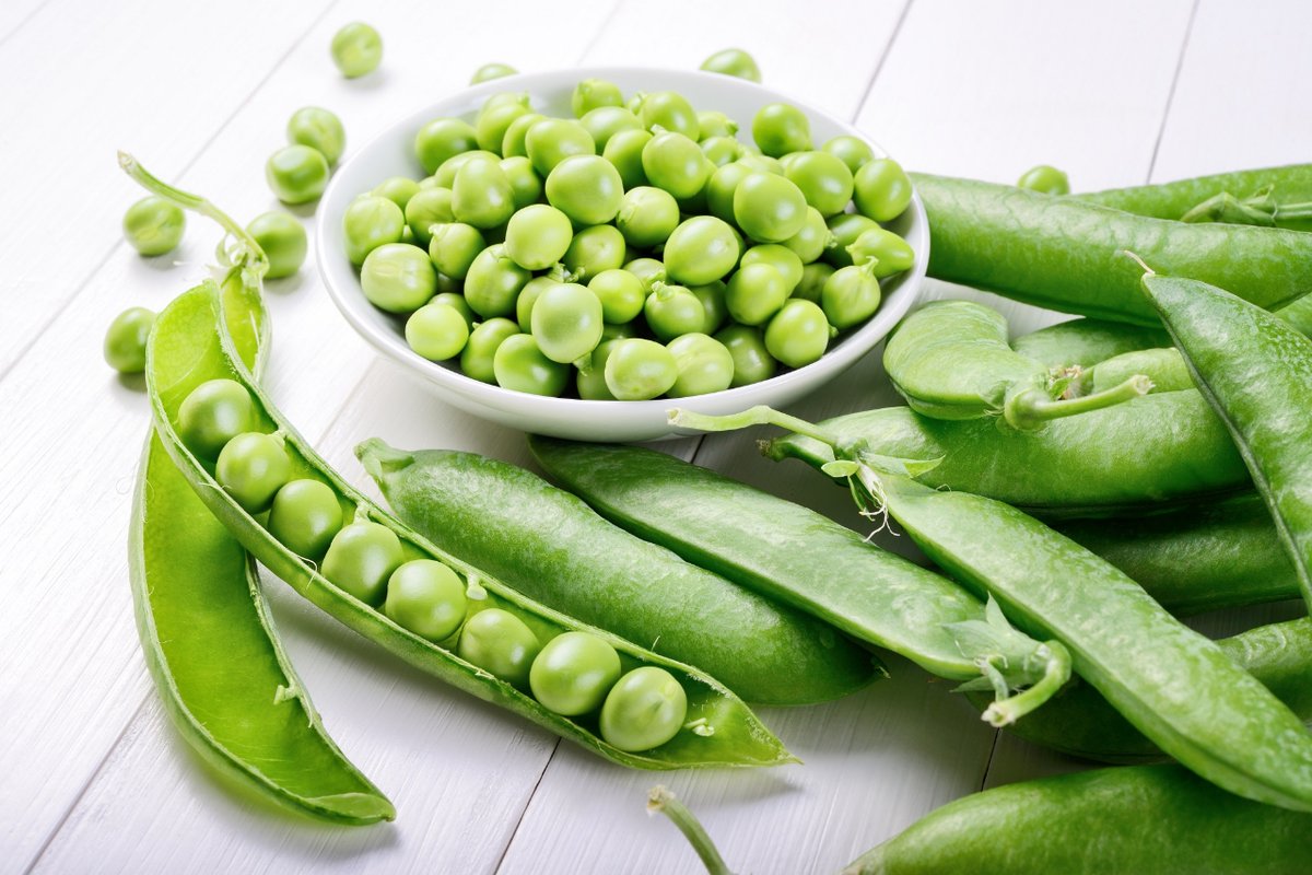 aepla_asoc's tweet photo. Estas semanas son especialmente recomendables para varios #CultivosdeTemporada, como el #guisante.

Cultivo:
🌡️ Sensible a heladas
🌱 Suelos drenados
💧 Evita encharcamientos

Protección:
🐛 Polilla del Guisante, Sitona, Pulgón, Trips...
🥀 Oídio del guisante, Antracnosis... https://t.co/yZPJp6ejhb