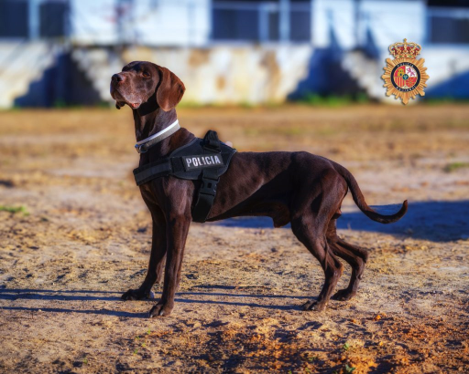 - Hola soy Leo, tengo 9 años y me jubilo de la <a href="/policia/">Policía Nacional</a> 🐶

Se lleva bien con hembras y machos no dominantes

Con las personas se lleva bien aunque es un poco desconfiado al principio

Si quieres que forme parte de tu familia #adopta 👇
heroesde4patas.org/perro/leo/