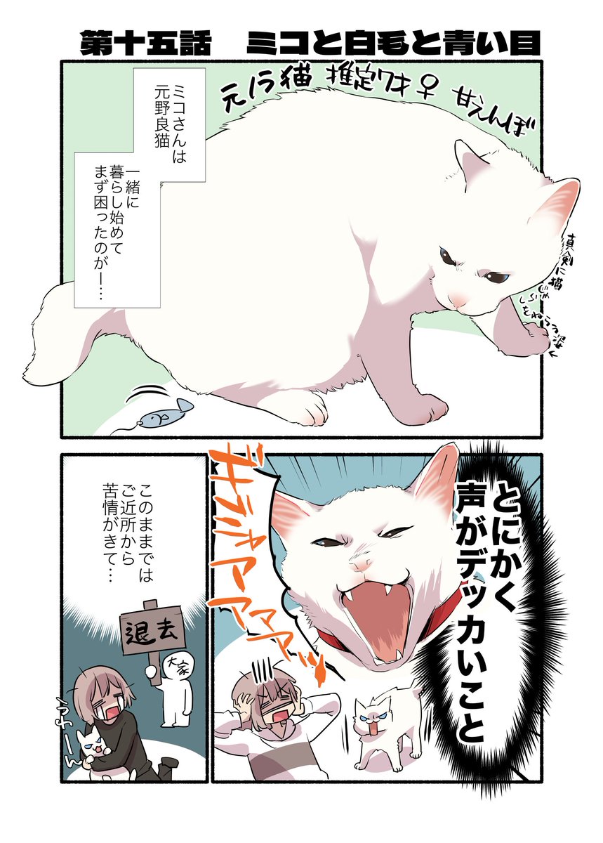 白毛&青目の猫について知っておいて欲しいことの話(1/2)  #漫画が読めるハッシュタグ #愛されたがりの白猫ミコさん