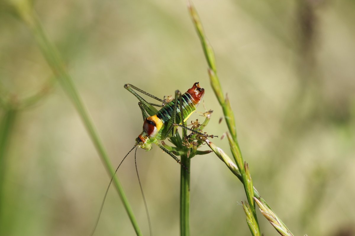 Systematic Entomology tweet media