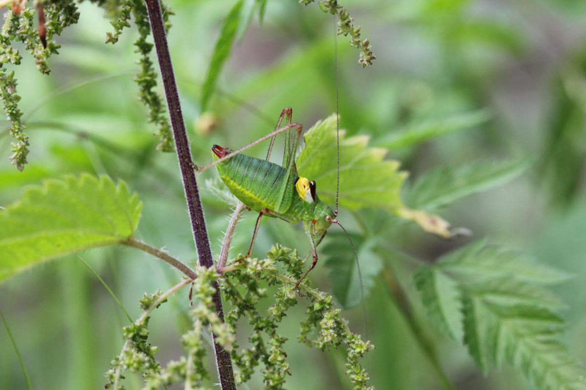 Systematic Entomology tweet media