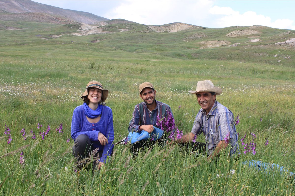 A recent study by B.Ciplak, <a href="/OzgulYahyaoglu/">Özgül Yahyaoğlu (she/her)</a> @onuruluar et al. found that geography, not taxonomy, is the best predictor for genetic divergence of the #Poecilimon bosphoricus species group using #Phylogenetics: doi.org/10.1111/syen.1… #OpenAccess #Phaneropterinae

Photos: B.Ciplak