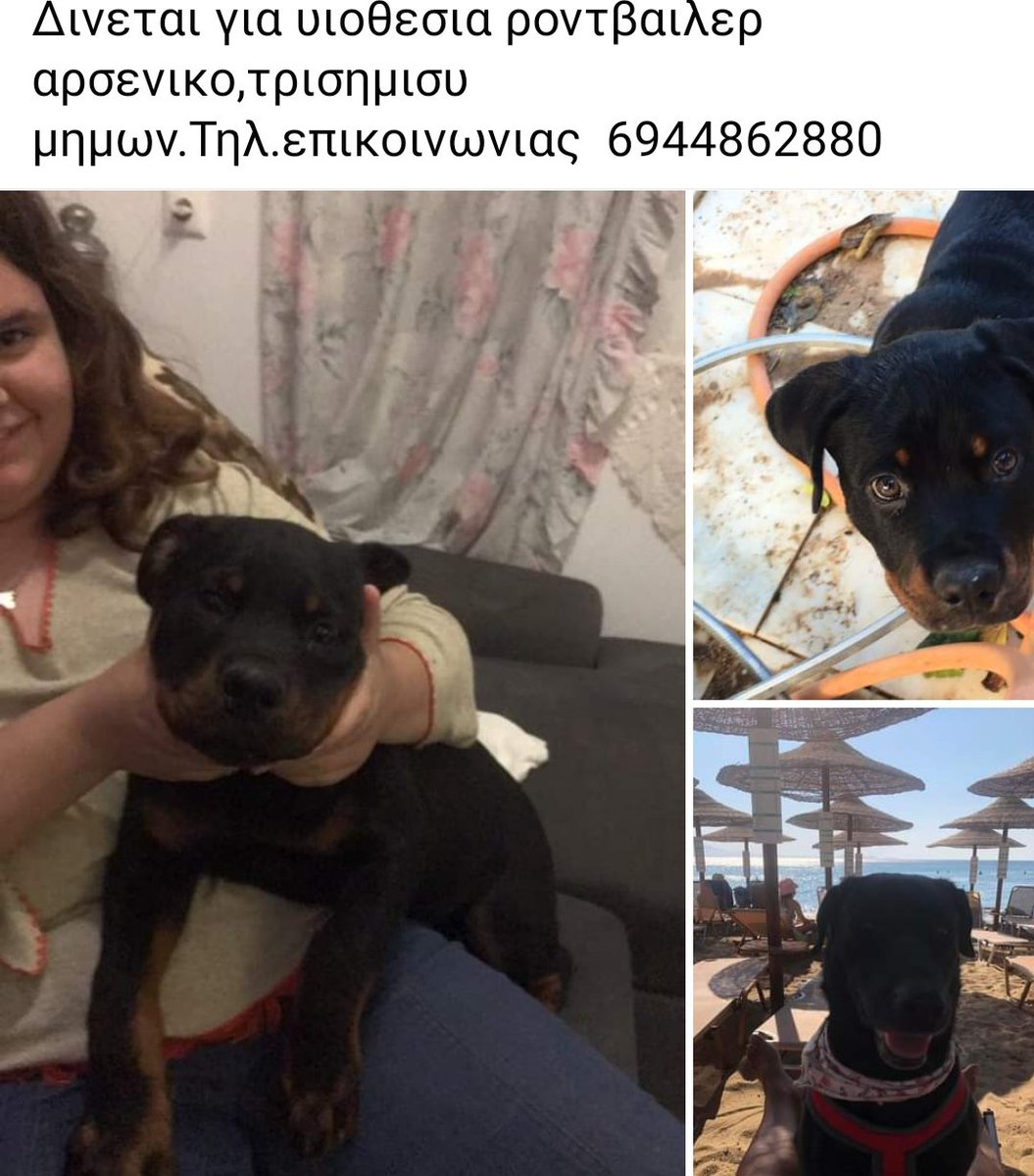 KatKatPt's tweet photo. 🆘🆘🆘
Δίνεται για υιοθεσία αρσενικό ροντβαιλερ 3.5 μηνών
Rt 🙏🙏🙏 https://t.co/SDFcYzQuyR