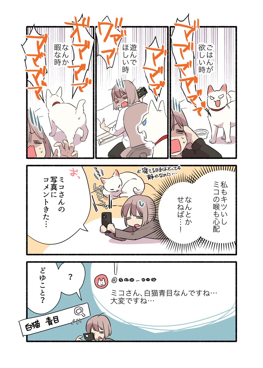 白毛&青目の猫について知っておいて欲しいことの話(1/2) #漫画が読めるハッシュタグ #愛されたがりの白猫ミコさん