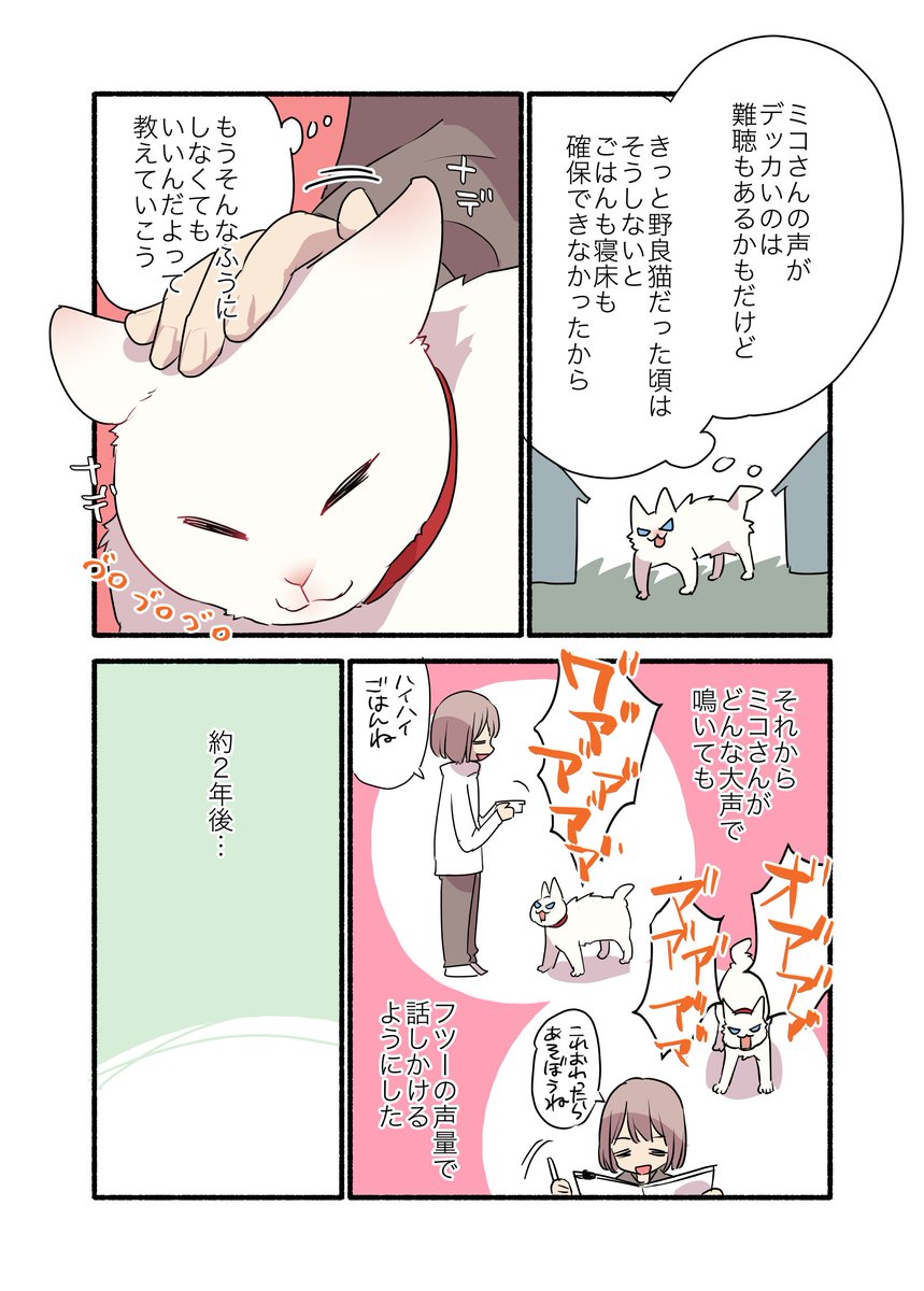 白毛&青目の猫について知っておいて欲しいことの話(1/2) #漫画が読めるハッシュタグ #愛されたがりの白猫ミコさん