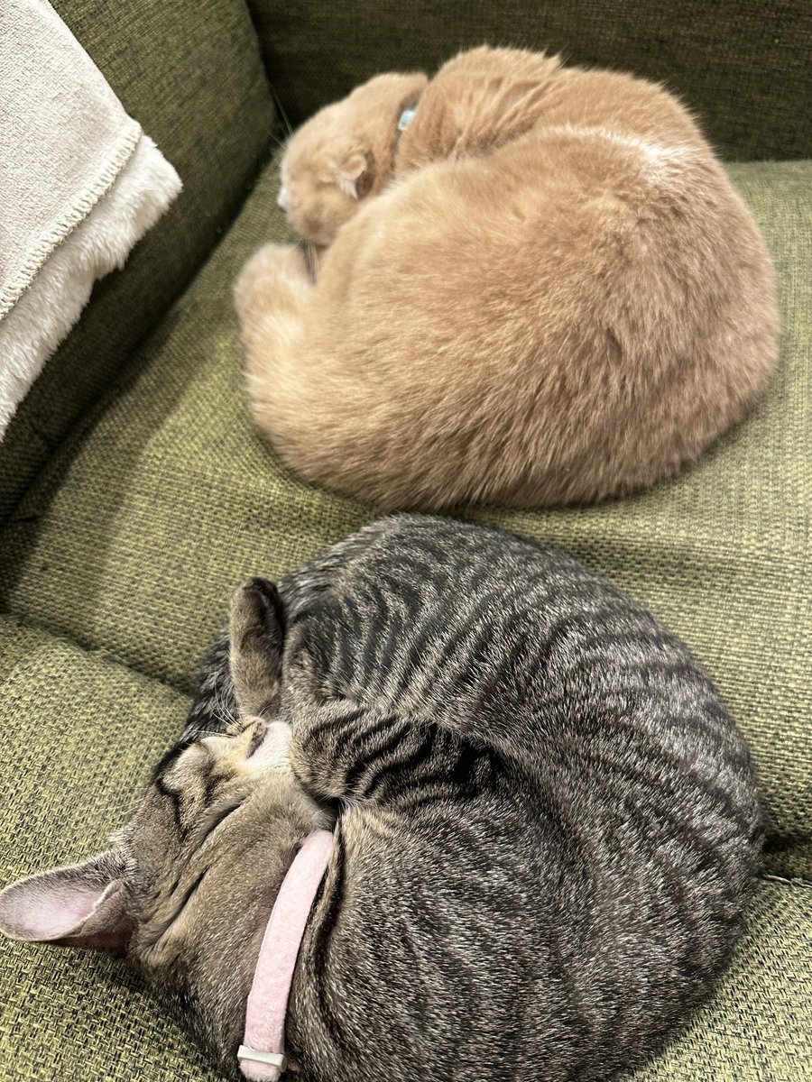 86Ume's tweet photo. 猫団子🍡可愛い🐱 https://t.co/R44uSFYaZM