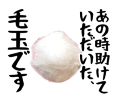 ミコさんの実写LINEスタンプ発売中‼️ そこそこの使いやすさを保証します‼️ あと毛玉が送れます‼️   白猫にゃまくびスタンプ - LINE スタンプ | LINE STORE 