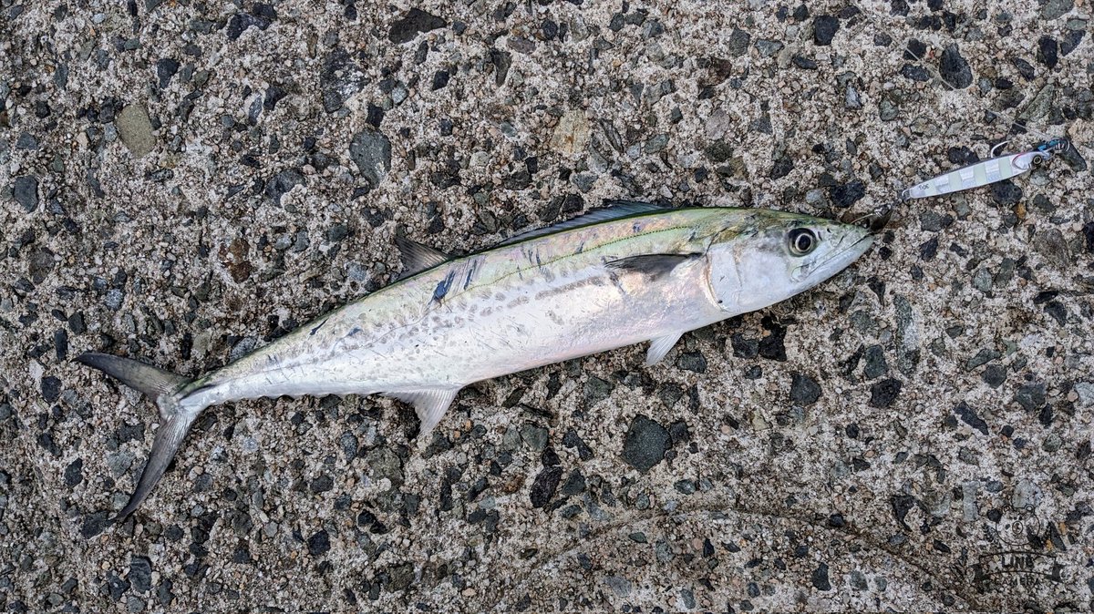 takki22angler's tweet photo. 祭？に参加してきました🎣
全体的に渋めな日だったが友人と2人で10キャッチ、バラシも10本以上と納竿まで楽しめました✌
#サゴシ
#JACKALL
#BIGBACKER 
#RUSHBLADE https://t.co/TLkH3mB2TY