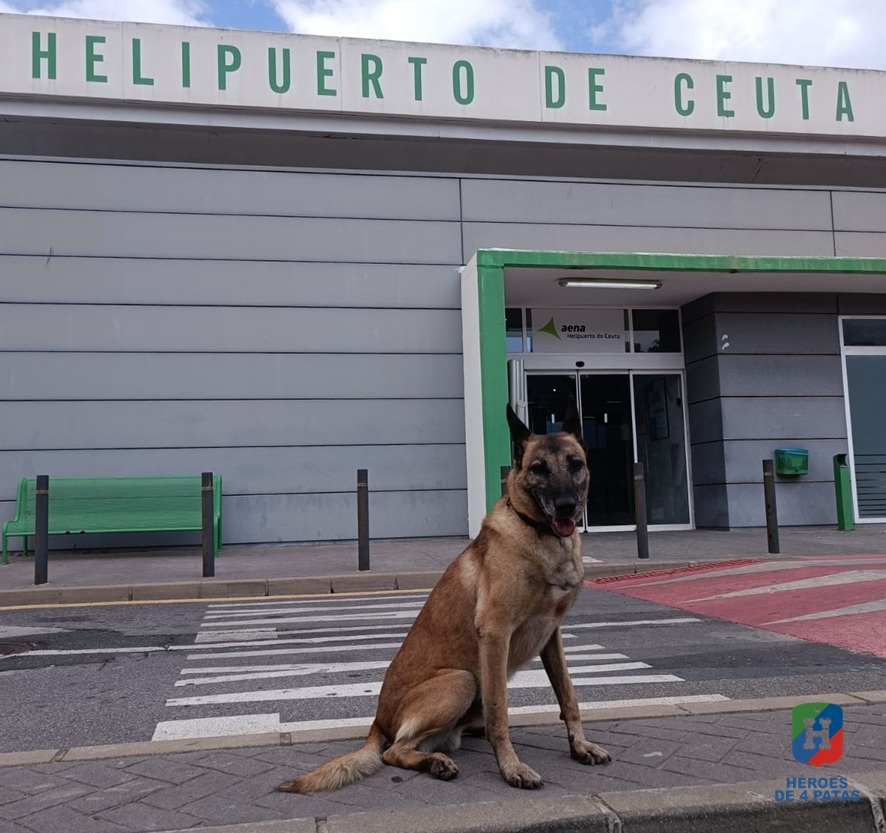 Os presentamos a Atila👇

 Es un pastor belga malinois de 9 años que se jubila de la <a href="/policia/">Policía Nacional</a> por su edad y no tiene ningún problema de salud 

Se lleva bien tanto con hembras🐶 como con las personas 

¿Quieres #adoptar?💕
heroesde4patas.org/perro/atila/