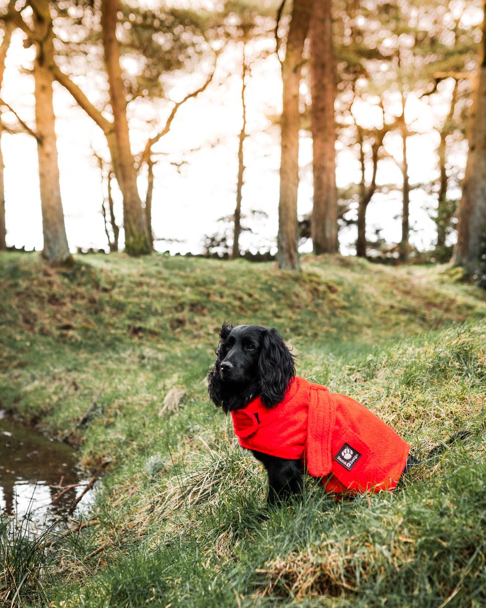 stylishdog's tweet photo. Dog drying robes. Perfect for the cold weather, after the muddy walk. A quick spray to clean the coat and paws and a drying gown to stop the shivers. 
#dryingcoats #dogcoats #dogrobe #dressingown #dogsuk #dogwalks #winterdog

 https://t.co/8aZEKa24Q9 https://t.co/ljrSNR2H4W