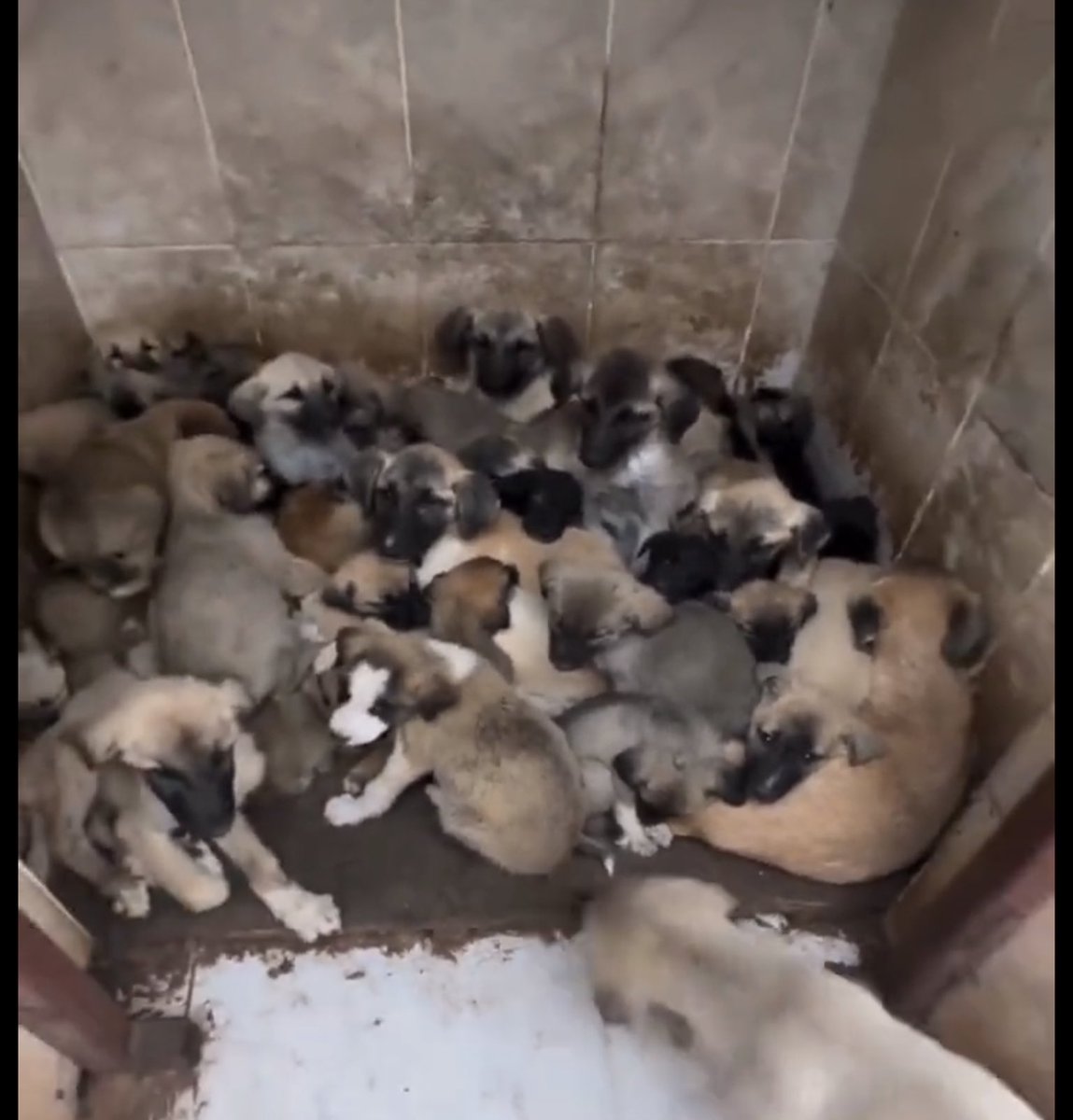 Sn.Cumhurbaşkanım üç gün önce Bilecik’te olanlar dün Sivas’tan gelen görüntüler Türkiye’nin çoğu yerinde barınakların durumu bu,bizler artık Hüda’nın emanetlerini koruyamıyoruz size ne diyorlar,ne söylüyorlar bilmiyoruz video olarak koymadım çünkü bu yavruların çığlakları