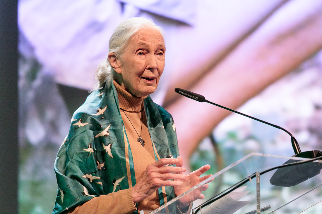 ULL's tweet photo. 🔬 El pasado sábado la #ULL acogió la conferencia magistral de la etóloga Jane Goodall.

Si no pudiste verla en directo, ¡aquí tienes los enlaces para que puedas disfrutarla cuando quieras! 👇

Español 🔈 https://t.co/8qapFDXlFl
Inglés 🔈 https://t.co/noZmCyABsK https://t.co/JUNLKvf4og