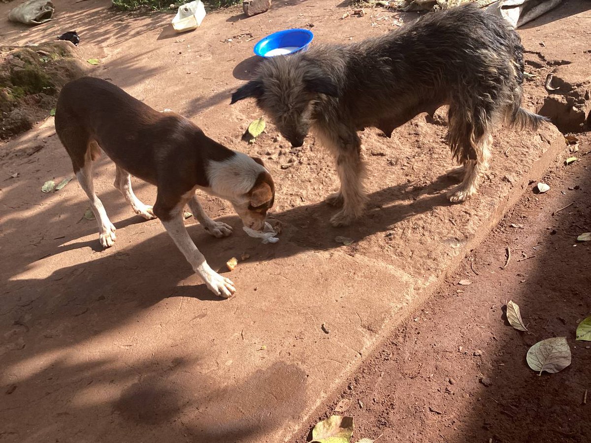 katsdog's tweet photo. 🚨🚨⚠️⚠️HELP WANTED🚨🚨⚠️⚠️
Friends please help with anything you can we have no food and water at the shelter anything you give will help. 
Donate here ⬇️⬇️⬇️
https://t.co/8SCaKdl9LJ or https://t.co/DpPaPXLljg to; +256701306815 https://t.co/TDPwXAkhbK