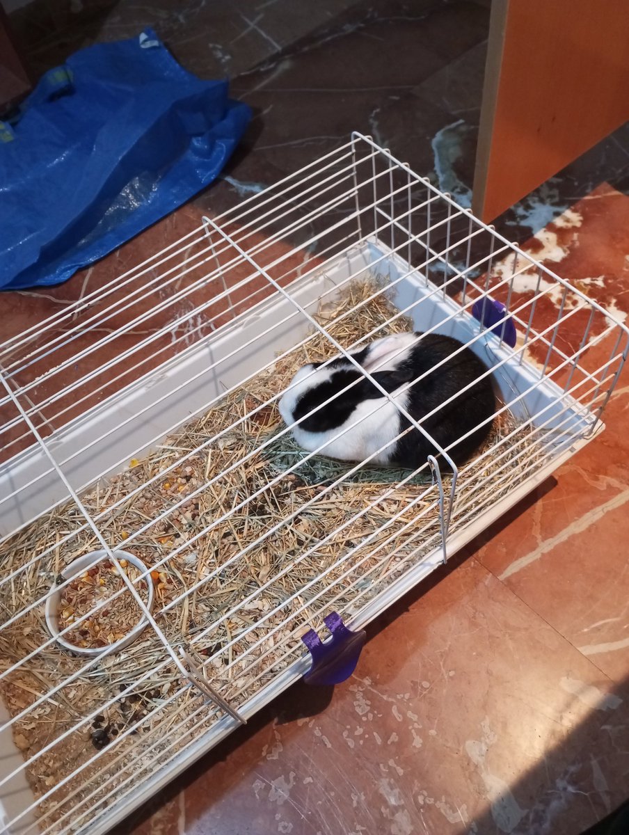 ConejaPelleja's tweet photo. Dormidita en la habitación de ALBA, con miedo de un sitio estxtraño 🛌💤😱
#strangeplace #mimimimi #dormir #dulcessueños #susto #pesadillanightmare #newhabitacion https://t.co/rZpL2ks23L