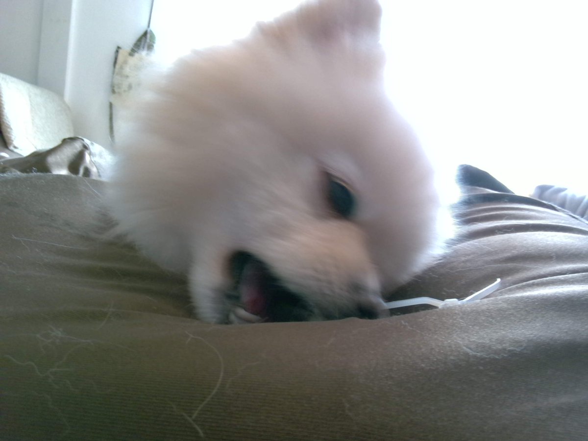 ペットが可愛い