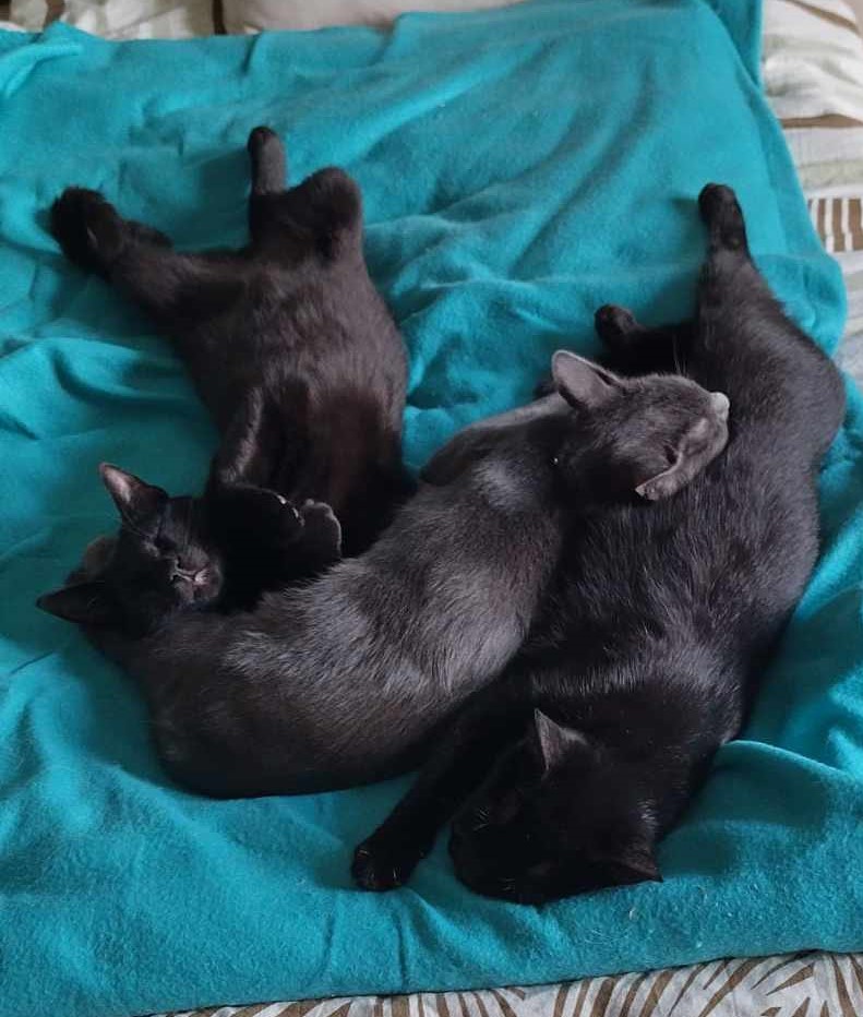 HarryA_Medic's tweet photo. Guten Morgen! Ich wünsche allen einen guten Start in die neue Woche.
Mein 'bunch of joy' ist noch in Wochenendstimmung ... https://t.co/f0Am1Io4Fr