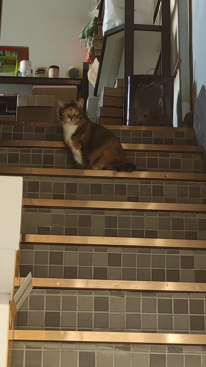 世界没有猫猫就没法运行！与其祈祷这个操蛋的世界毁灭，尸位素餐的老登赶紧414，不如期望猫猫统治地球！