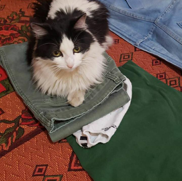 Amigos del tw: Está gatitas se llama Micha y tb se le dice Pompi y busca hogar! Su dueña falleció el sábado y nadie de sus familiares se van hacer cargo.. solamente vivían ella y su gata.. por favor! Ya está castrada y es bien educadita! Hagamos que su dueña descanse en paz! 🙏