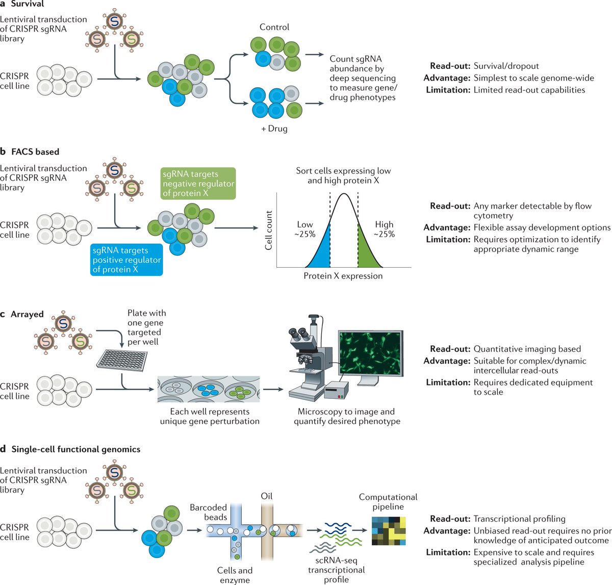 NatureRevGenet's tweet photo. CRISPR functional genomics tools for scalable and multiplexable characterization of genes and gene regulatory elements - A new era in functional genomics screens https://t.co/CZnoy2blAk #Review by Laralynne Przybyla &amp; Luke A. Gilbert @UCSF https://t.co/PYVPlzQxJW