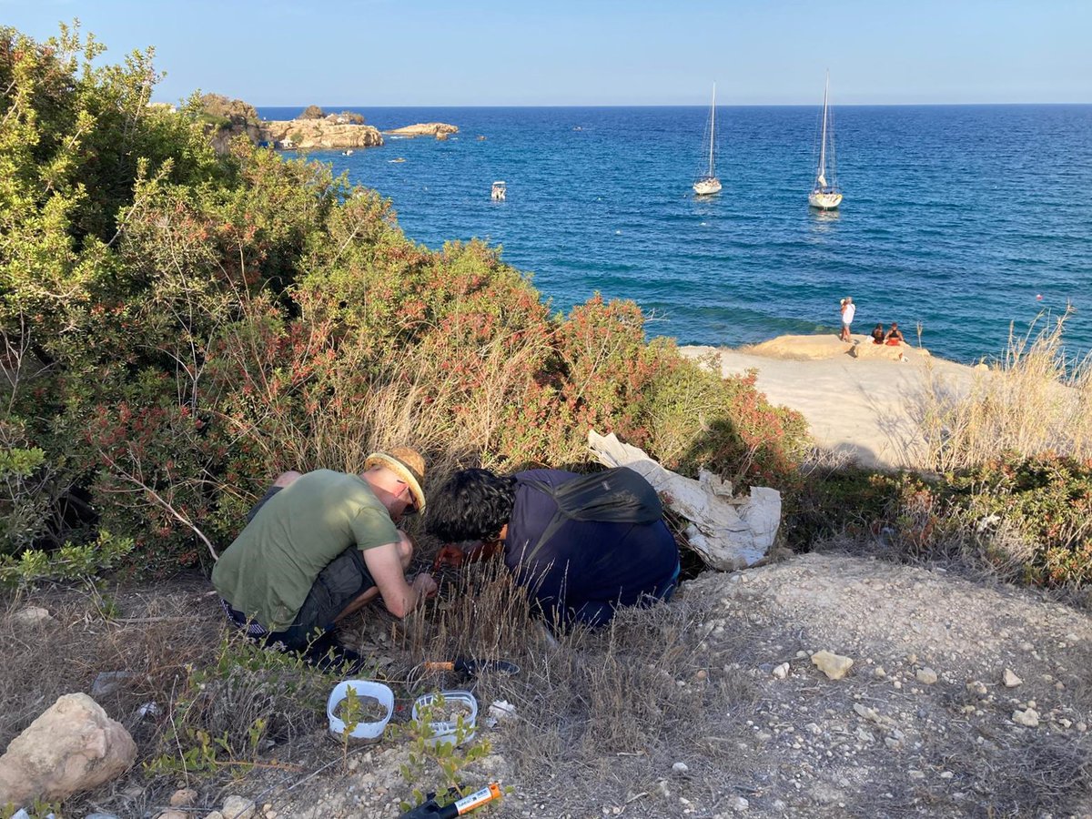 Social And Myrmecophilous Insects tweet media