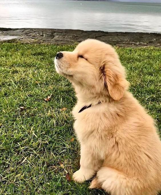 Puppies 🐶 tweet media