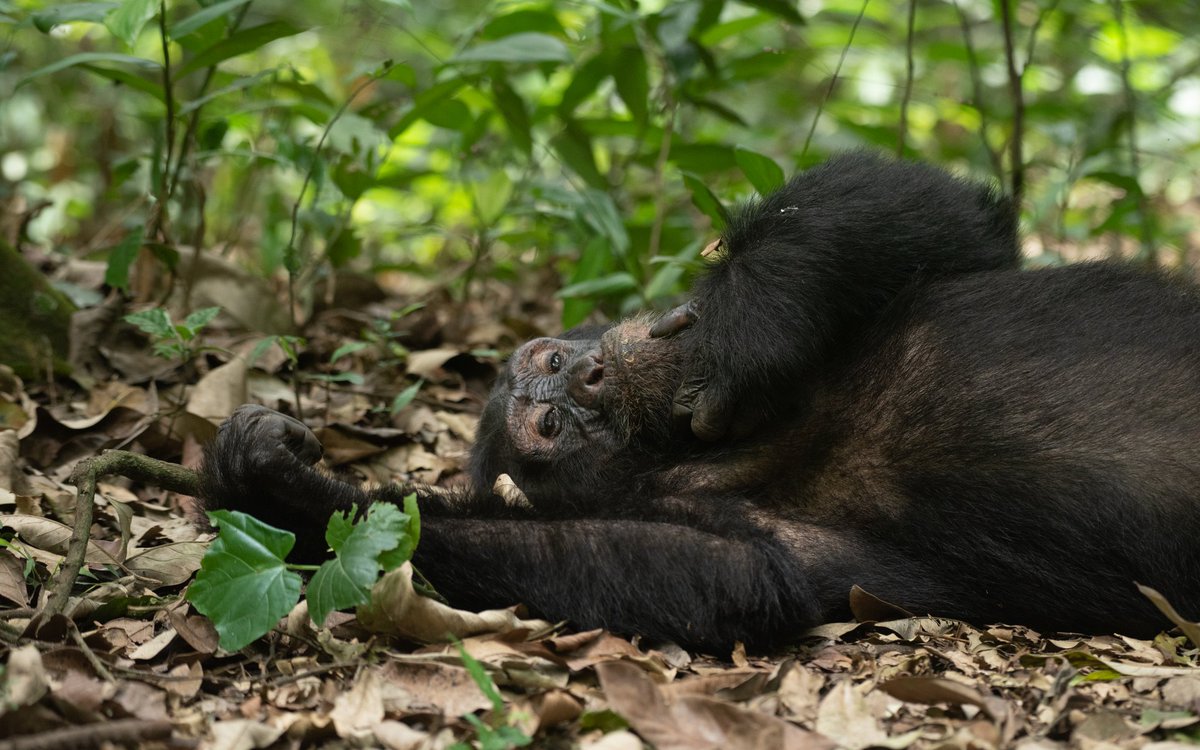 ExploreUganda's tweet photo. Ready to dance with the enchanting echoes of the wild? Kibale National Park offers the best Chimpanzee Tracking experience ever.

Picture this: the rustling leaves, the calls echoing through the forest, and suddenly, you're face-to-face with these incredible creatures. It's not just a journey. it's an encounter of wild beauty. 

In the tropical jungles of Uganda, a world of wonder awaits you with the best encounter of our closest relatives, the playful chimpanzees, swinging from treetop to treetop in their natural habitat.

#ExploreUganda #UgandaSafaris