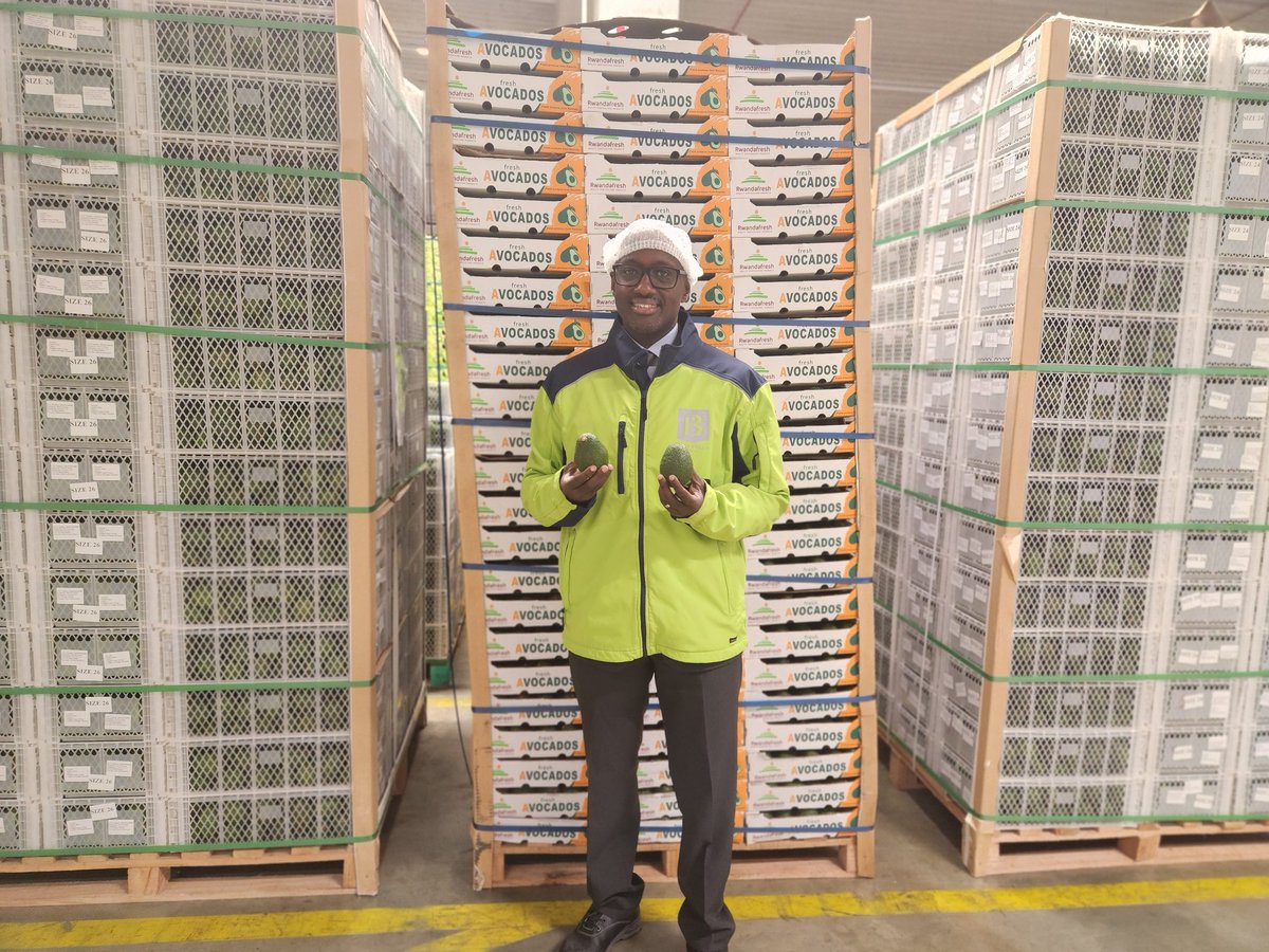 onduhungirehe's tweet photo. This morning I witnessed, at @ABCLogistics in Westland, the arrival of an inaugural shipment of 22.4 tons of @Rwandafresh avocados (around 124,000 pieces), which were sent on 25 October 2023 by @SoukFarms, a Rwandan company that produces prime fruits and vegetables, in the presence of Amb @JoanJJWiegman of @NLinRwanda. 

The shipment was received in the @PortOfRotterdam by @BestFreshGroup, a Dutch group specialised in fresh fruits and vegetables, for onward distribution to retailers in several countries in Europe.

#ImvokaMuBuholandi

🇳🇱🇷🇼🇳🇱🇷🇼