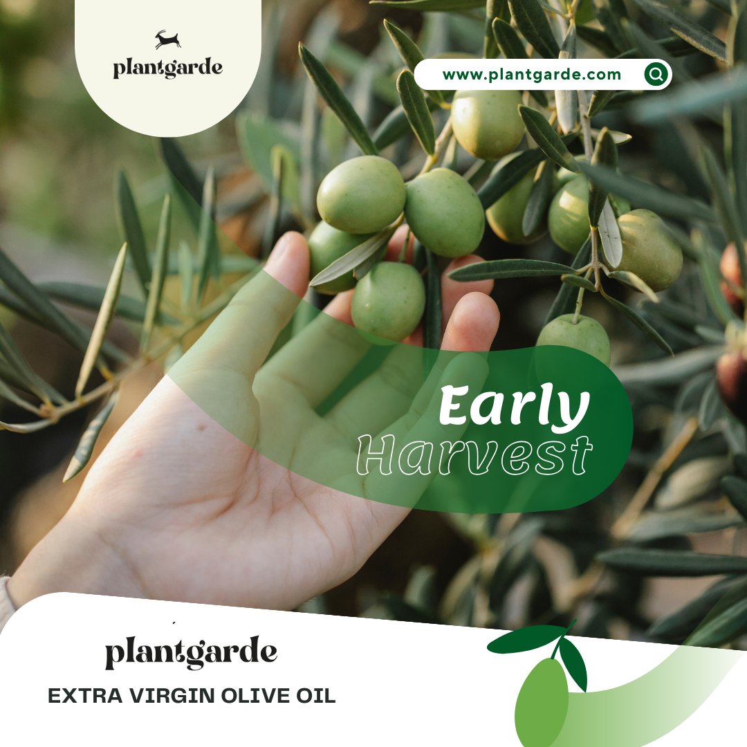 plantgarde's tweet photo. Taste the difference of handpicked olives. 🫒

#healthylifestyle #oliveoil #olive #zeytinyağı #healthyfoodshare #healthyfood #food #soğuksıkım #sürdürülebilirlik #sürdürülebilirtarım #product #evoo #coldpressed #natureloliveoil #veganfood #vegan #食べ物 https://t.co/p9N9PlcjLk