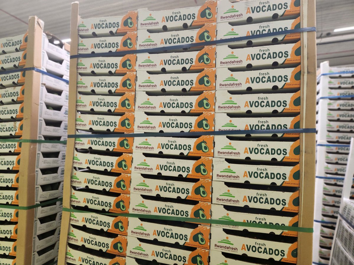 onduhungirehe's tweet photo. This morning I witnessed, at @ABCLogistics in Westland, the arrival of an inaugural shipment of 22.4 tons of @Rwandafresh avocados (around 124,000 pieces), which were sent on 25 October 2023 by @SoukFarms, a Rwandan company that produces prime fruits and vegetables, in the presence of Amb @JoanJJWiegman of @NLinRwanda. 

The shipment was received in the @PortOfRotterdam by @BestFreshGroup, a Dutch group specialised in fresh fruits and vegetables, for onward distribution to retailers in several countries in Europe.

#ImvokaMuBuholandi

🇳🇱🇷🇼🇳🇱🇷🇼