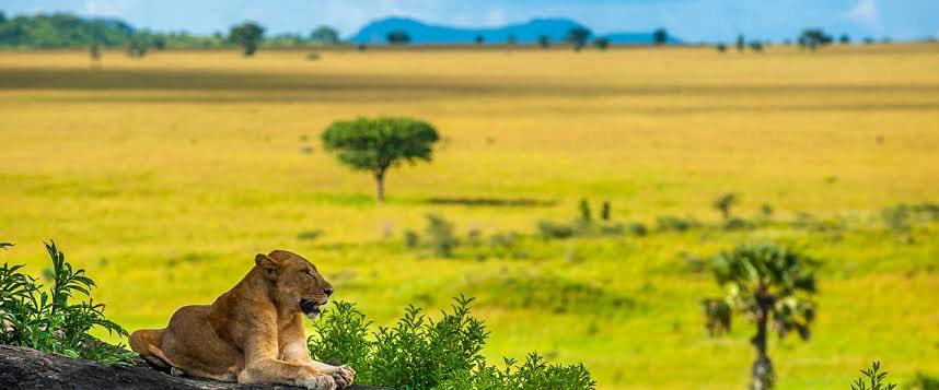 ugandauncovered's tweet photo. Embark on a lavish wildlife safari in Uganda, where you'll discover something truly unique, an untamed, wild, natural, and extraordinary experience.

📸 Courtesy
#ExploreUganda https://t.co/10v1ej9xKf