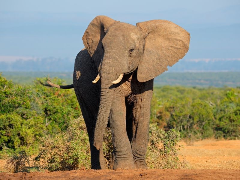 28 South African Animals You Can Actually See - Eco Lodges Anywhere buff.ly/46wNtcA
