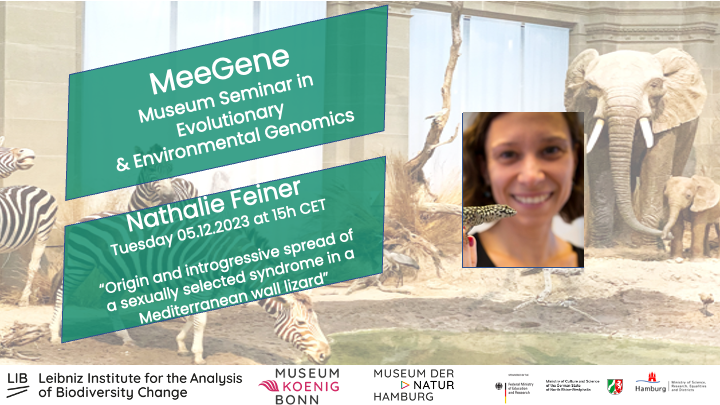 Don't miss tomorrow's #MeeGene talk @Leibniz_LIB by @nathalie_feiner from @lunduniversity on Tuesday 05.12.2023 15h CET. She will talk about 'Origin and introgressive spread of a sexually selected syndrome in a Mediterranean wall lizard'. To join: meegene@leibniz-lib.de