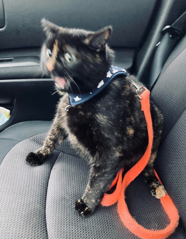 Dolunay moodlarım
#ikizlerdolunayı