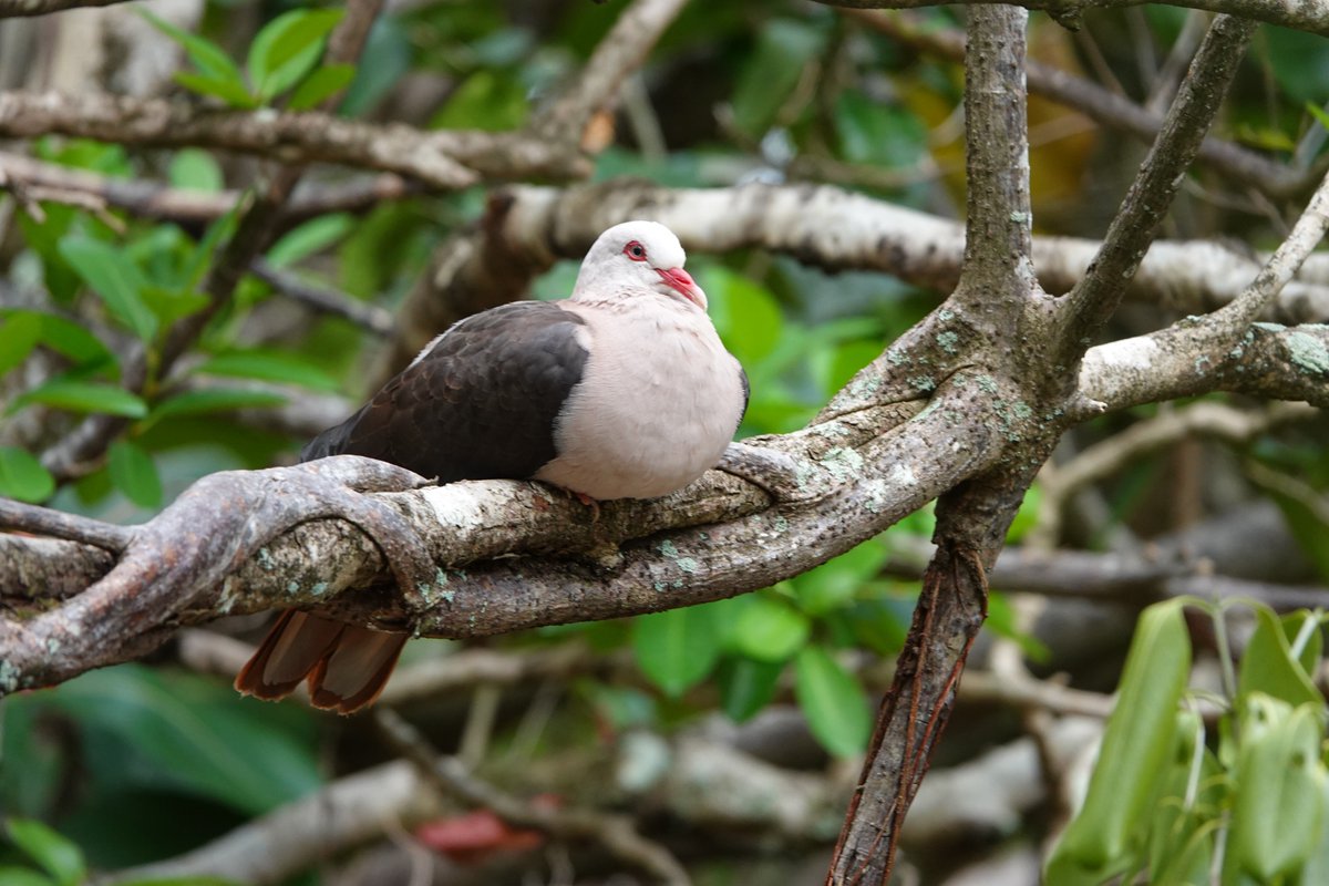RevivedRadios's tweet photo. @Rainmaker1973 This is a Pink Pigeon, that is a pigeon someone has painted! https://t.co/nVYh5HrhRL