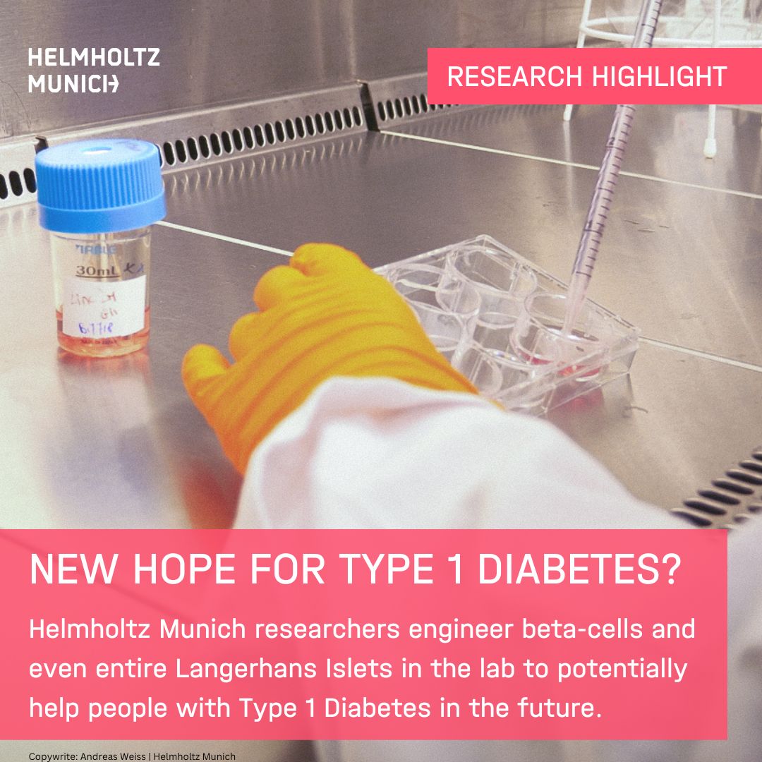 Handcrafted Langerhans Islets - Hope for #Type1Diabetes?

💡Usually, beta cells help regulating our #blood sugar levels - but people with #T1D don't have those...
👉Learn more about #StemCell based beta cell replacement #therapy at #HelmholtzMunich:
🔗t1p.de/ocjlh