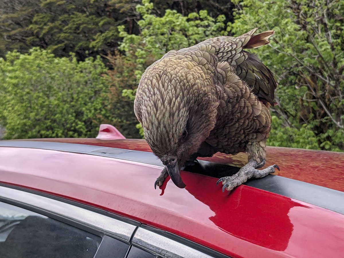 Jake Berv tweet media