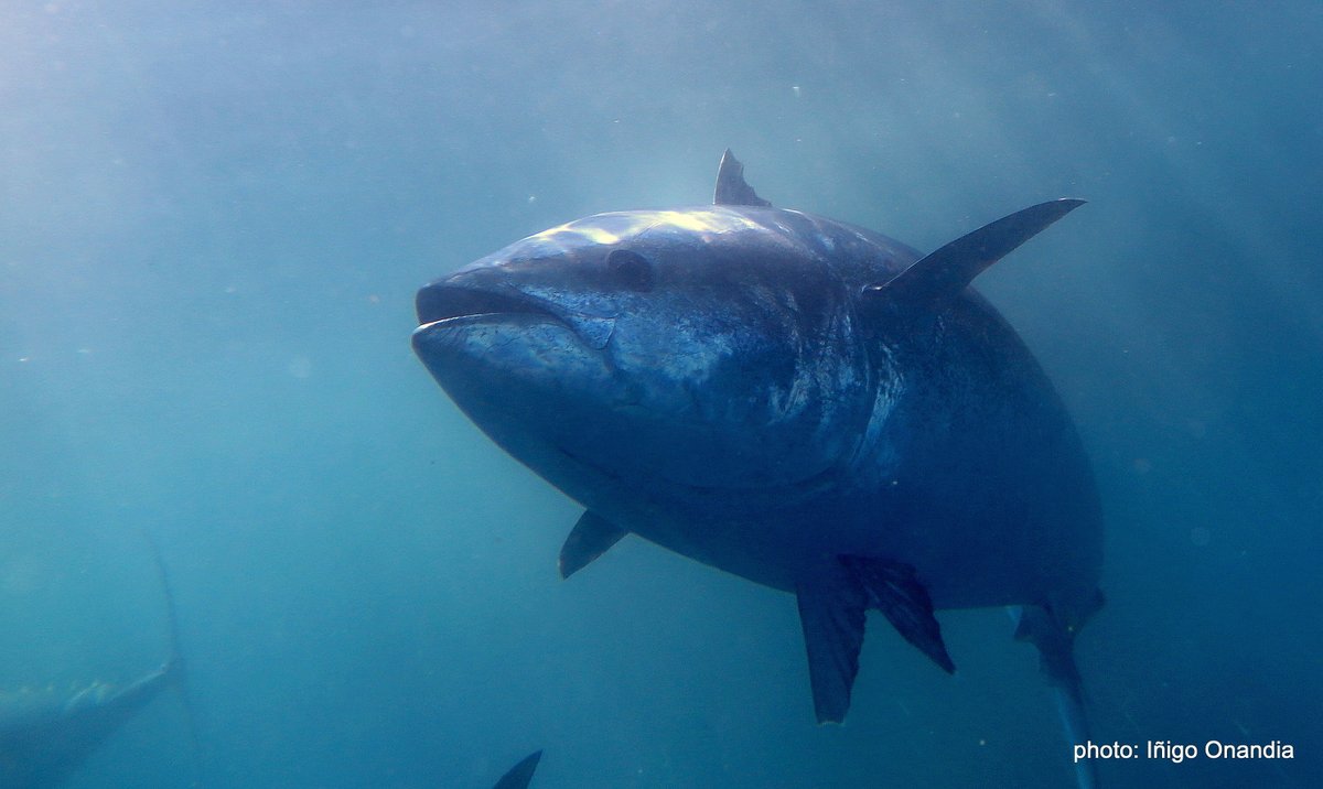 Can the effect of temperature on metabolism explain population trends of bluefin #tuna- and predict the future? In a new paper we use a stable #isotope based proxy to measure thermal sensitivity of field metabolism in Atlantic BFT tinyurl.com/4ctr9n75 #otolith #ecophysiology