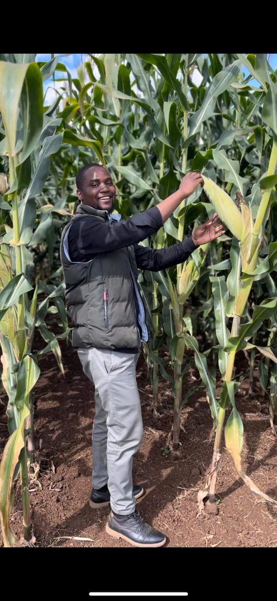 If you want to grow Maize here is a  Production and Cost break down a thread 🧵by <a href="/AgronomistHKay/">Henry Kanyimbo</a> Lets Go!!!
