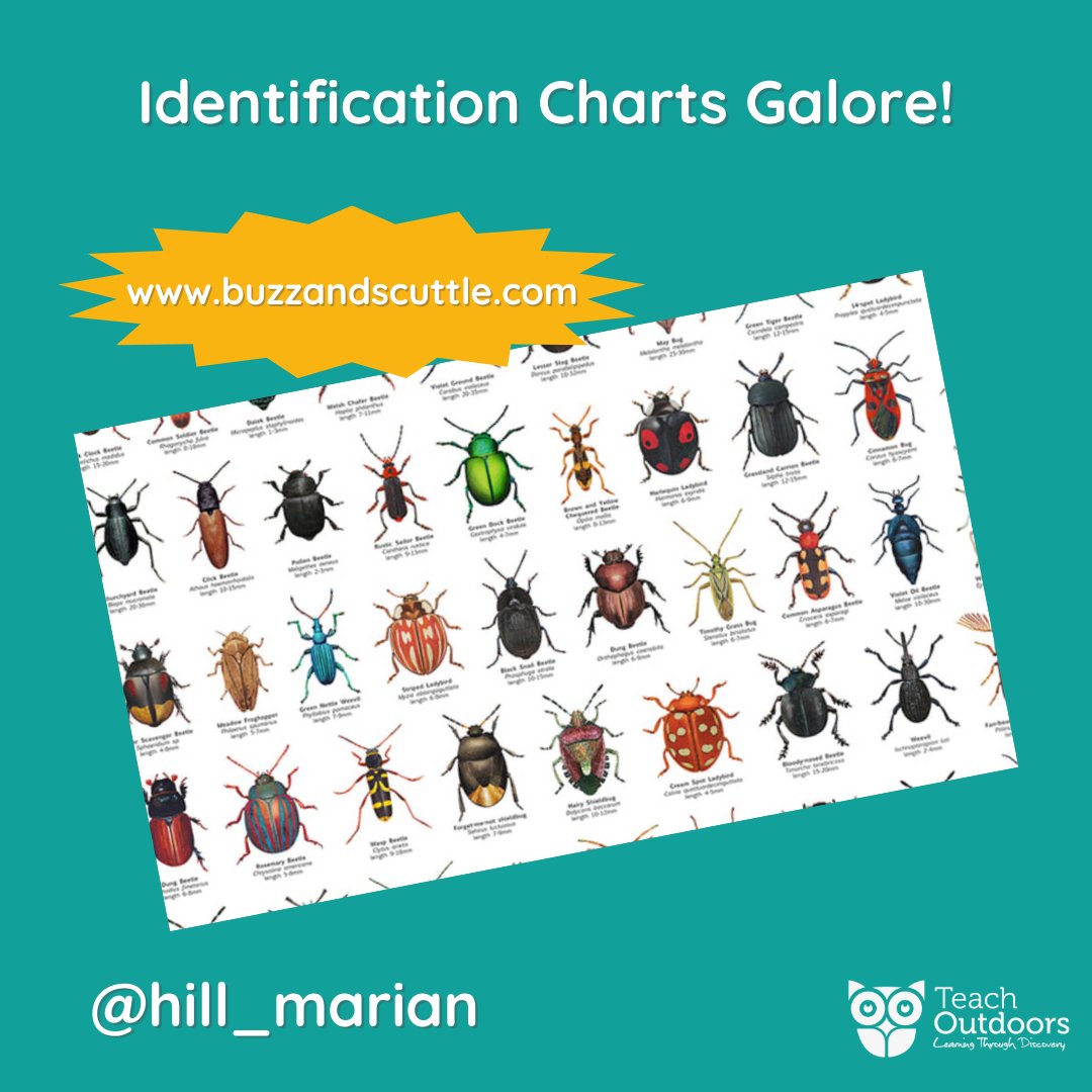 We love these printable identification charts from @hill_marian - perfect for minibeast hunts! You can find them here: buzzandscuttle.com #teachoutdoors #outdoorlearning