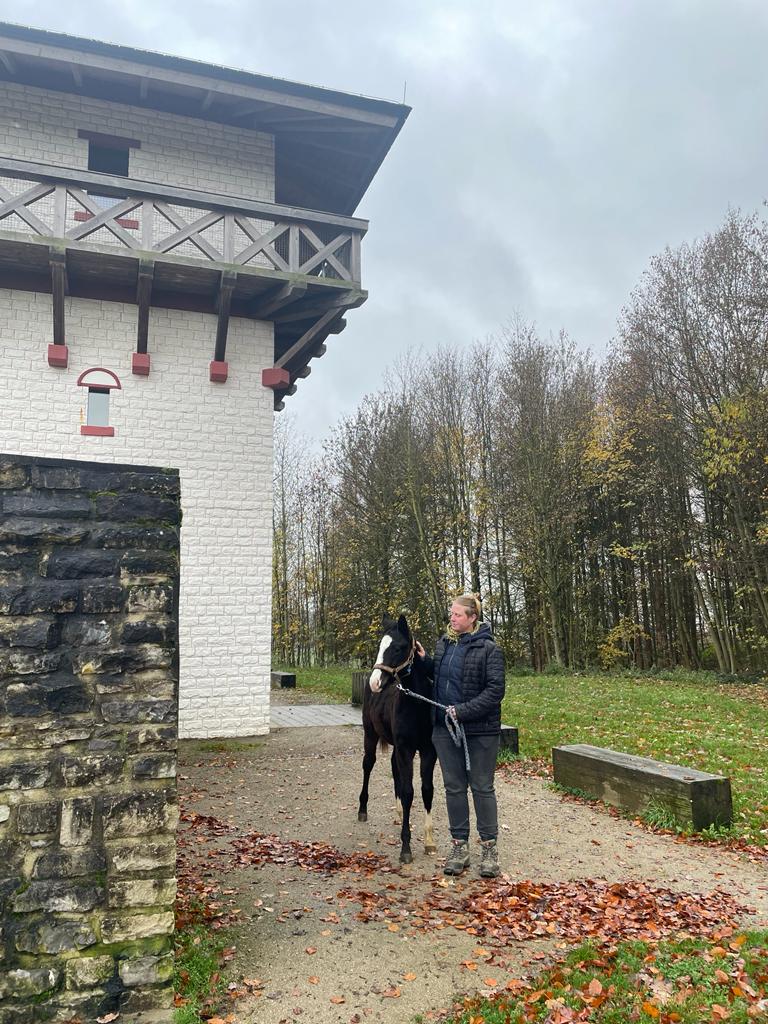 kysancatter's tweet photo. Wir waren wieder zu Besuch beim kleinen Mann.
Er ist so lieb beim spazieren gehen, das ich mich jetzt schon drauf freue ihn später ausbilden zu können. ♡

#Foal #horse #Equestrian https://t.co/rjSvWzkYMr