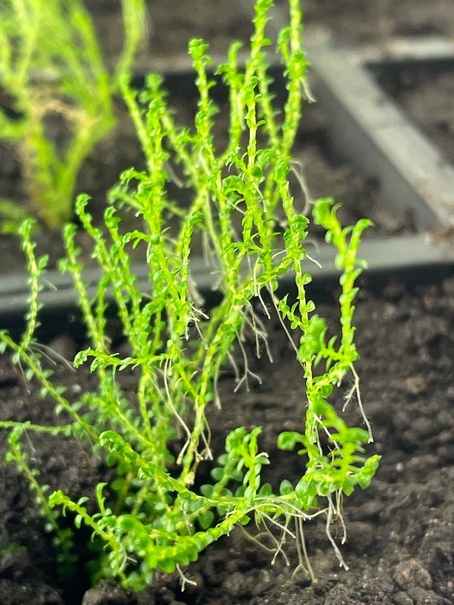 Sandy Hetherington (@sandy_heth) on Twitter photo 🚨Come join the lab🚨 <a href="/MPEG_Edinburgh/">The Molecular Palaeobotany and Evolution Group</a> <a href="/InstMolPlantSci/">Institute of Molecular Plant Sciences</a> <a href="/SBSatEd/">Biological Sciences | University of Edinburgh</a>, to lead on developing Selaginella apoda as a genetic model system.
1.5 yr PDRA
Deadline 13th Dec
Full details: elxw.fa.em3.oraclecloud.com/hcmUI/Candidat… 🚨Come join the lab🚨 <a href="/MPEG_Edinburgh/">The Molecular Palaeobotany and Evolution Group</a> <a href="/InstMolPlantSci/">Institute of Molecular Plant Sciences</a> <a href="/SBSatEd/">Biological Sciences | University of Edinburgh</a>, to lead on developing Selaginella apoda as a genetic model system.
1.5 yr PDRA
Deadline 13th Dec
Full details: elxw.fa.em3.oraclecloud.com/hcmUI/Candidat…
