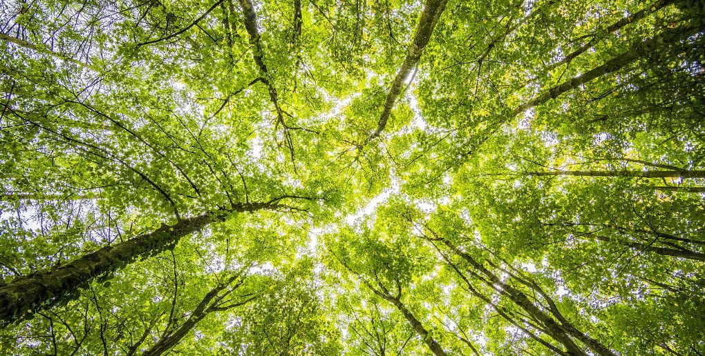 📝 Connaissez-vous le principe de "forêt-mosaïque" ? C'est l'une des stratégies développées par l'<a href="/ONF_Officiel/">Office national des forêts</a> pour accompagner le développement des forêts françaises, en première ligne face aux dérèglements du climat 🌳 
➡️ ow.ly/BGH350QbqMy