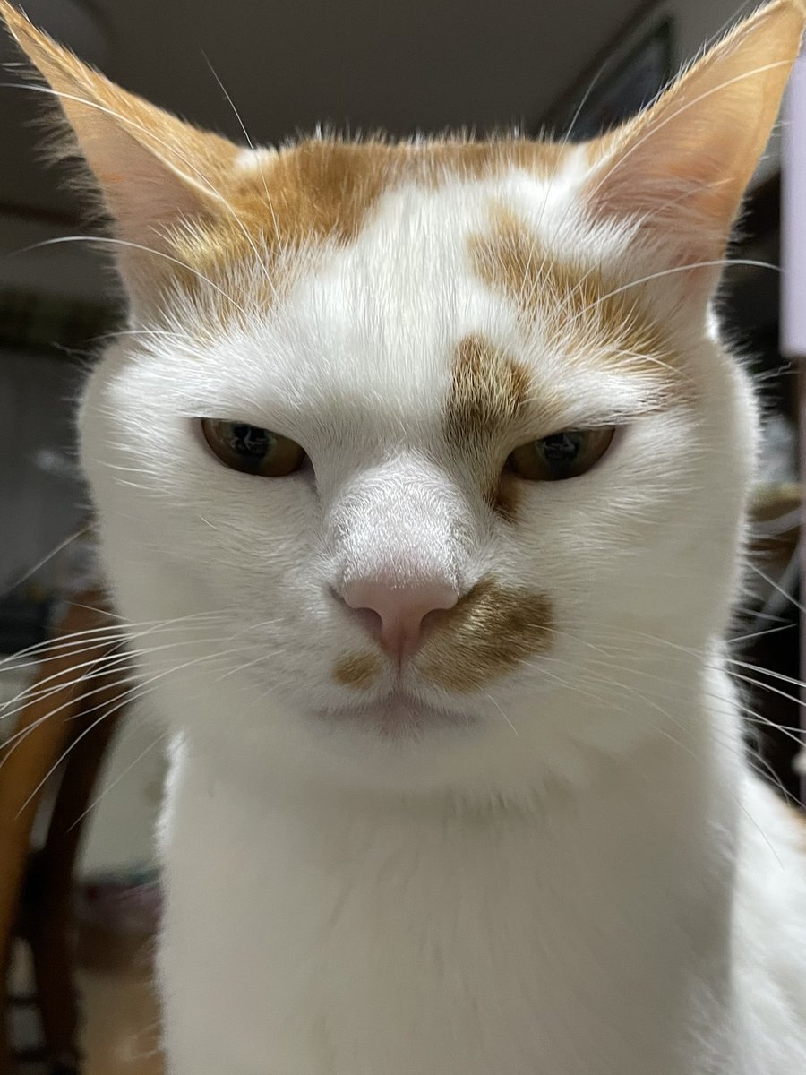 H_mori423's tweet photo. うちのきたろうをどうか飴ちゃんにしてください！
渋い顔立ちですが、甘えん坊な猫です🐈
体の長さも飴みたいです！
  #パパブブレ2024ネコの日 https://t.co/8XIIl69EM8