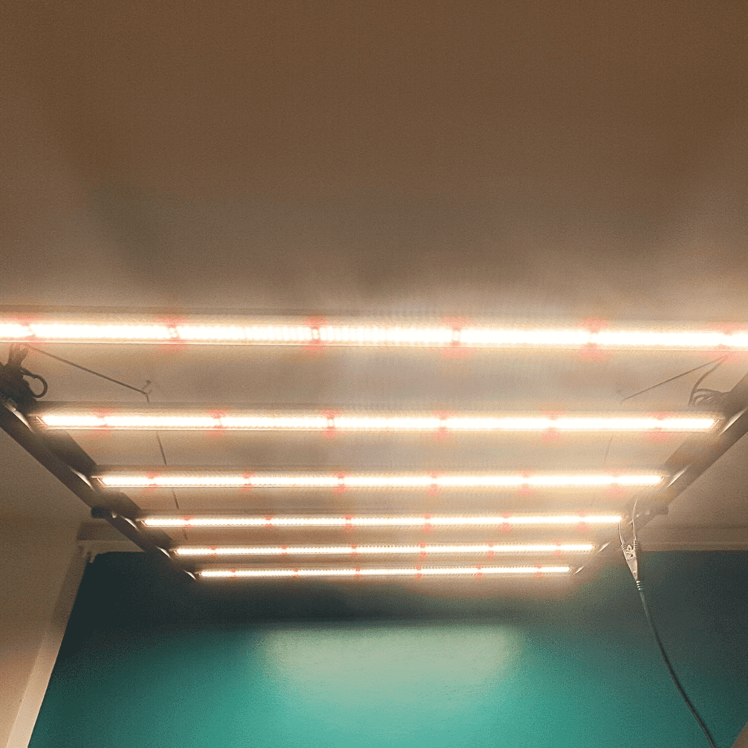 HydroponicSenua's tweet photo. Here at Senua Hydroponics, not only do we supply you with the best nutrients...🌱 

But also the very best Christmas lights🎄👀

#senuahydroponics  #IndoorGardening #HydroponicsSupplies #FestiveVibes #GrowYourOwn https://t.co/S6MvUopDm3